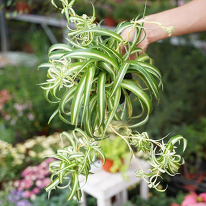 花乐町卷叶吊兰植物室内大棵盆栽灌木客厅摆件 易养活绿植花卉