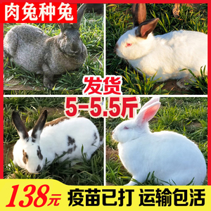 兔子活物繁殖大型肉兔种兔一对起包邮比利时兔子八点黑新西兰白兔