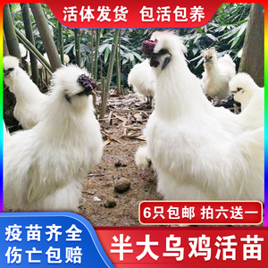 正宗泰和乌鸡活苗半斤幼苗小鸡活苗白凤乌鸡苗脱温大型鸡鸭鹅活苗