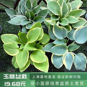 玉簪盆栽六月玉簪花苗巨无霸室内耐阴花卉庭院多年生花镜植物包邮