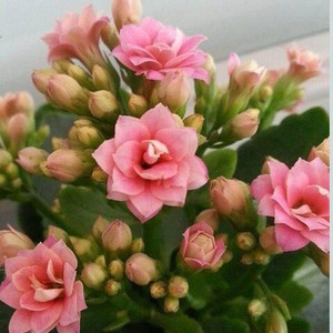 孔雀花苗大花瓣长寿花盆栽重瓣花四季巴黎盆栽大盆花盆单瓣盆栽