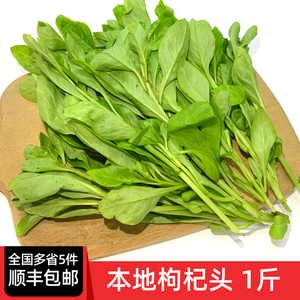新鲜枸杞头500g 新鲜蔬菜当季春菜时令枸杞芽蔬菜枸杞菜 5件包邮