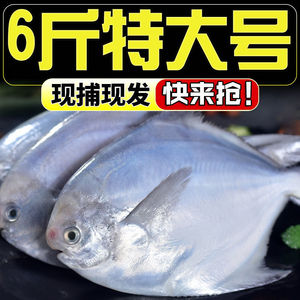 【冷链运输】野生海捕银鲳鱼新鲜速冻白鲳鱼海鱼平鱼海鲜水产