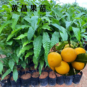 黄晶果树苗台湾名贵果树盆栽庭院南方种植带原土球带叶子发货包邮