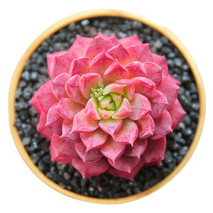 海螺姑娘多肉植物新品系月影杂交稀有品种花卉盆栽带血斑贵货多肉