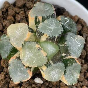 万象玉露玉扇克锦 高级名贵多肉植物 多浆植物盆栽 瓦苇十二卷z.