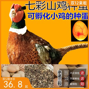 七彩山鸡种蛋受精蛋10