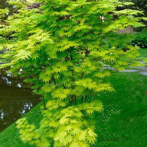 新进口约旦枫树 羽团扇红枫树苗 金隐 秋月 流泉盆栽彩叶枫庭院!