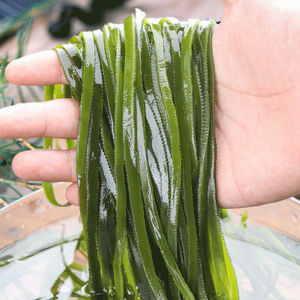 海带丝5斤整箱 盐渍海带丝海带结海带块海带边龙须菜海白菜裙带菜