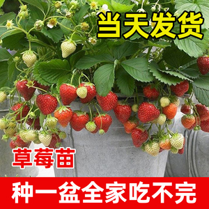 草莓苗四季结果奶油淡雪食用苗秧家庭盆栽阳台红颜种植种籽子好养