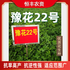 豫花22花生种子特级晒干好种植手工挑选饱满米薄壳籽孑优质大种子