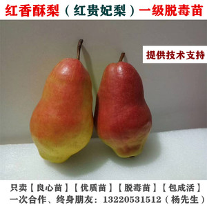 红贵妃梨树果苗红啤梨苗嫁接早熟地栽特大脆甜新品种梨苗当年结果