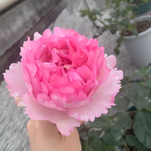 伊芙繁华都市月季