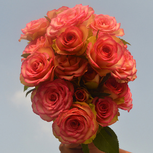 红袖玫瑰花大苗阳台月季花浓香大花切花玫瑰盆栽室内外花卉植物