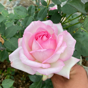 乐天派月季盆栽花苗 大花浓香四季丰花 阳台庭院灌木多花月季花苗