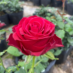 红玫瑰罗德斯肯尼亚切花月季花苗大花浓香多季开阳台庭院植物盆栽