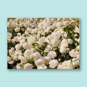 丹麦摄影白玫瑰花唯美花卉海报装饰画宿舍桌面布置背景画6送1