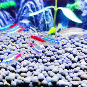 纯种巴西宝莲灯鱼活体红绿灯水族草缸群游小型淡水灯科热带观赏