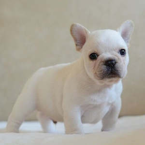 无偿领养纯种法斗幼犬法国斗牛犬活体狗狗奶白色法牛幼犬活体狗狗