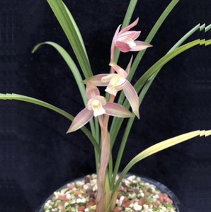 00tb6423636淘宝兰花建兰名贵品种红霞国兰四季兰草