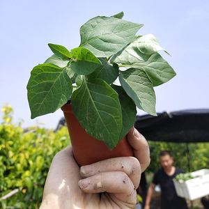 龙葵苗包邮野生