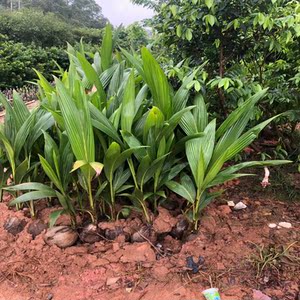 海南椰子树苗泰国黄金矮化椰子盆树栽地栽高金椰子树南方种植