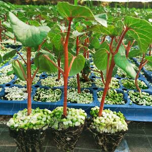 红秋葵苗绿宝小番茄盆栽茄子秧子螺丝椒圣黄角女果苗羊蜜黄瓜种苗