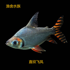 牛至家居专营店天猫热带观赏鱼直纹飞凤鱼苗金凤银