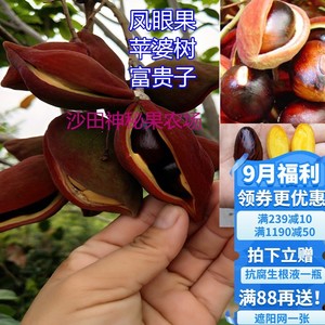 凤眼果树苗苹婆果树苗富贵子树苗频婆果树苗连盆带土带叶东莞发货