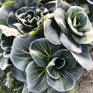 40同款货源yiyuancaizidian淘宝黑大头菜籽青菜种子原装大叶黑叶