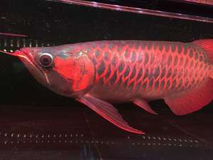 赤血龙鱼