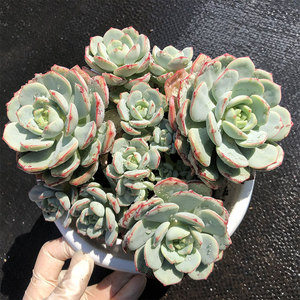 香草 多肉植物 一物一拍 整桩群生多头 室内绿植花卉盆栽云南基地