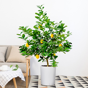 柠檬树盆栽室内大型结果可食用绿植耐荫好养四季清新老桩单杆植物