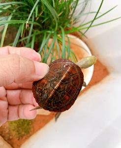 皖南小青水锈龟小青龟苗乌龟活物观赏龟青头龟中华草金线草龟活体