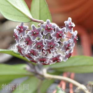 黑巴顿球兰 红巴顿球兰