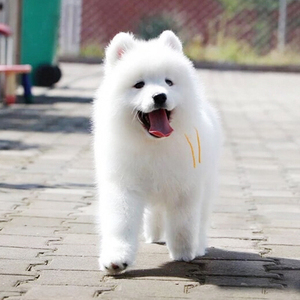 纯种微笑天使萨摩耶犬