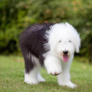 出售纯种英国古代牧羊犬古牧幼犬全白头黑背活体古牧宠物狗狗