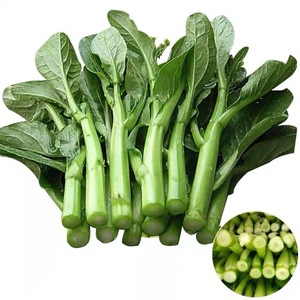 00huazhisanqiu淘宝广西桂林农家新鲜蔬菜 菜心 菜花 菜薹 水白菜花