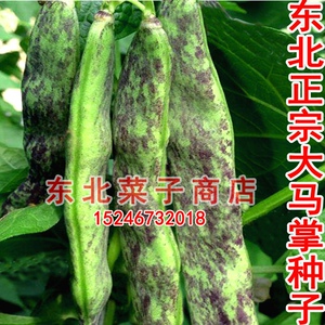 新籽东北油豆种子 原厂袋装 无筋无柴宽油豆 大马掌大油豆角种子