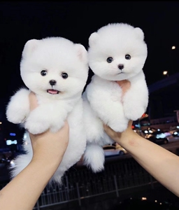 纯种博美幼犬俊介犬茶杯犬小型犬长不大型可爱白色博美活体宠物狗