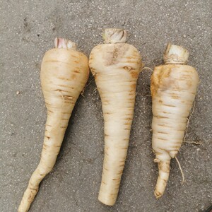 文山新鲜芹归3斤云南新鲜菜归现挖甜白当归煲汤煮鸡包邮