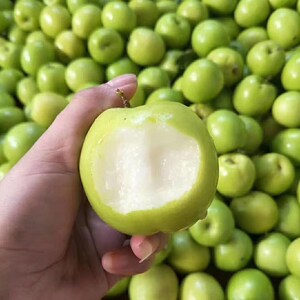 海南奶油枣子苹果枣贵妃牛奶枣大青枣蜜枣水果新鲜特大5斤冬枣