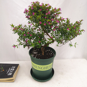 大叶满天星盆栽绿植花苗老桩造型盆景阳台花卉多年生木本植物