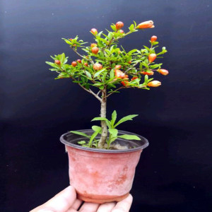 石榴盆栽带果大甜石榴树树苗可食用观赏石榴树苗北方庭院果树耐寒