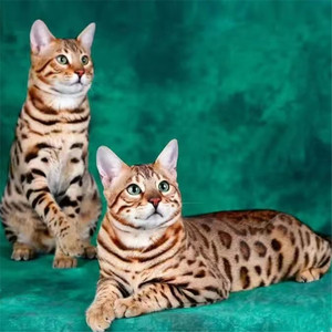 孟加拉猫豹猫