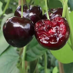 黑珍珠樱桃树苗特大樱桃苗南北方种植美国车厘子苗果树苗当年结果
