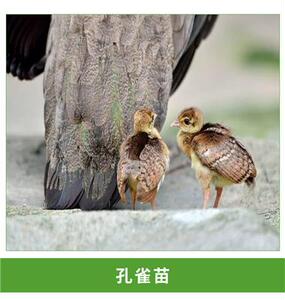 孔雀公母一对孔雀苗小孔雀幼鸟成年蓝孔雀活体观赏宠物活孔雀包邮