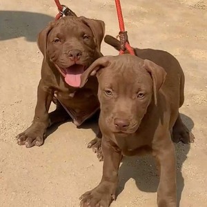 出售比特犬幼犬纯种比特犬幼犬比特犬斗犬比特犬猎犬比特犬巨型犬