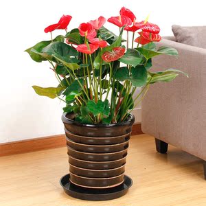 可水培大红掌绿植盆栽花卉室内客厅桌面红掌大棵2朵花不含盆