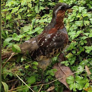 新款竹鸡模型竹鸡假媒园林竹鸡户外竹鸡摆件室外仿真羽毛竹鸡标本